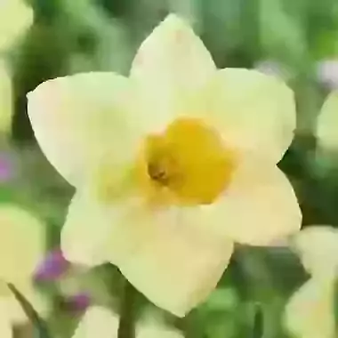 Sandokan